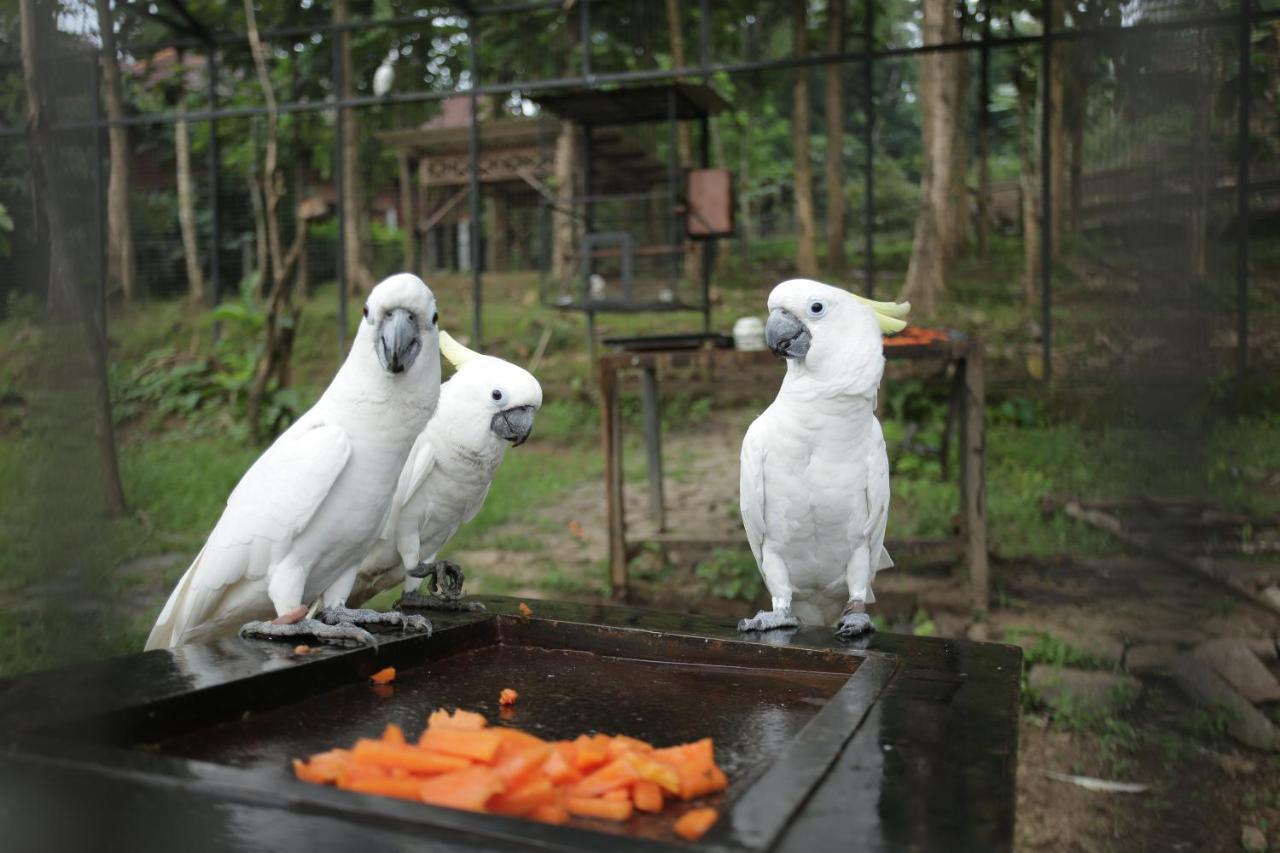 Kasuari Exotic Resort Magelang Buitenkant foto